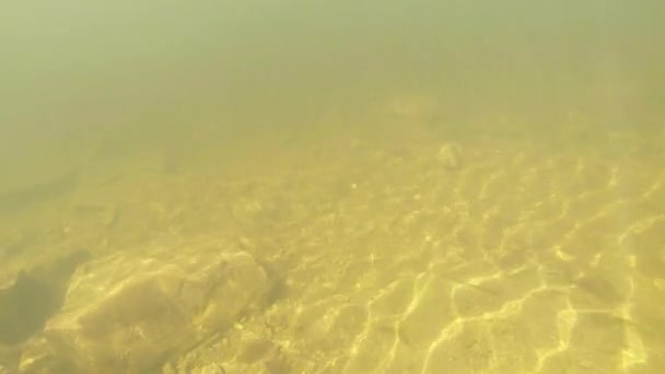 Vida subaquática dos tritões Cárpatos e Alpinos e outras criaturas aquáticas. apenas na época de acasalamento, eles rastejam para fora de seu refúgio secreto em tocas subterrâneas — Vídeo de Stock
