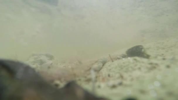 Víz alatti élet a Kárpát és alpesi gőtékkel és más vízi lények. csak a párzási időszak ők kimászik a titkos földalatti burrows menedéket — Stock videók