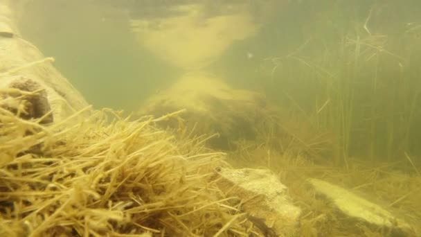 Underwater life of the Carpathian and Alpine newts and other aquatic creatures. only in the mating season, they crawl out of their secret refuge in underground burrows — Stock Video