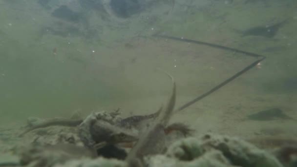 la vie sous-marine des tritons des Carpates et des Alpes et d'autres créatures aquatiques. seulement pendant la saison des amours, ils sortent de leur refuge secret dans des terriers souterrains 