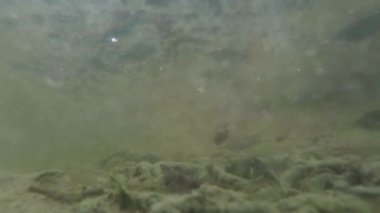 Sualtı canlıları Karpat ve Alp newts ve suda yaşayan diğer yaratıklar. yeraltı burrows onların gizli sığınak dışarı dolanirlar sadece çiftleşme,