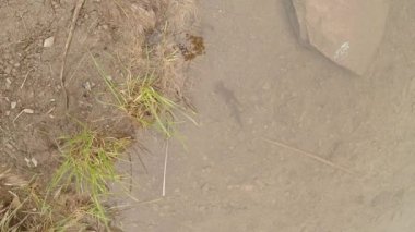 Sualtı canlıları Karpat ve Alp newts ve suda yaşayan diğer yaratıklar. yeraltı burrows onların gizli sığınak dışarı dolanirlar sadece çiftleşme,