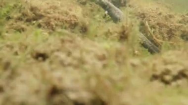 Sualtı canlıları Karpat ve Alp newts ve suda yaşayan diğer yaratıklar. yeraltı burrows onların gizli sığınak dışarı dolanirlar sadece çiftleşme,