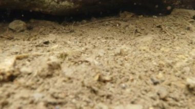 Sualtı canlıları Karpat ve Alp newts ve suda yaşayan diğer yaratıklar. yeraltı burrows onların gizli sığınak dışarı dolanirlar sadece çiftleşme,