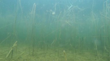 Sualtı canlıları Karpat ve Alp newts ve suda yaşayan diğer yaratıklar. yeraltı burrows onların gizli sığınak dışarı dolanirlar sadece çiftleşme,