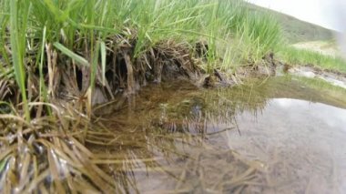Dağ buz göleti içinde bir taş yığını, su yeşil otlar büyür.