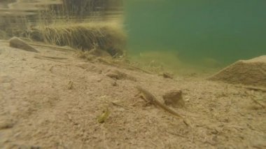 Sualtı canlıları Karpat ve Alp newts ve suda yaşayan diğer yaratıklar. yeraltı burrows onların gizli sığınak dışarı dolanirlar sadece çiftleşme,
