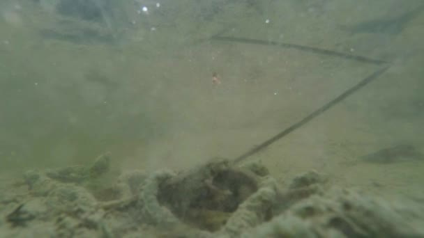Podwodne życie Podkarpacia i Alpine traszki i innych wodnych stworzeń. tylko w okresie godowym one wyłażą z ich tajne schronienia w podziemnych norach — Wideo stockowe