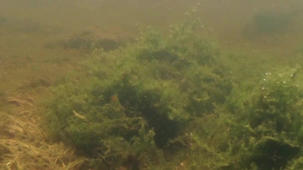 Unterwasserleben der Karpaten- und Bergmolche und anderer Wasserlebewesen. Nur zur Paarungszeit kriechen sie aus ihrem geheimen Refugium in unterirdischen Höhlen. — Stockvideo