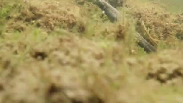 la vie sous-marine des tritons des Carpates et des Alpes et d'autres créatures aquatiques. seulement pendant la saison des amours, ils sortent de leur refuge secret dans des terriers souterrains 