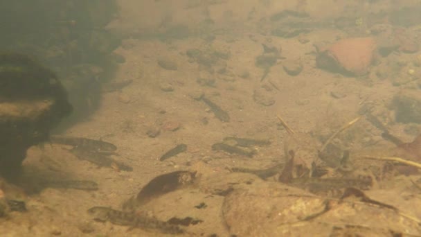 Unterwasserleben der Karpaten- und Bergmolche und anderer Wasserlebewesen. Nur zur Paarungszeit kriechen sie aus ihrem geheimen Refugium in unterirdischen Höhlen. — Stockvideo