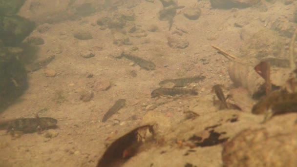 Unterwasserleben der Karpaten- und Bergmolche und anderer Wasserlebewesen. Nur zur Paarungszeit kriechen sie aus ihrem geheimen Refugium in unterirdischen Höhlen. — Stockvideo