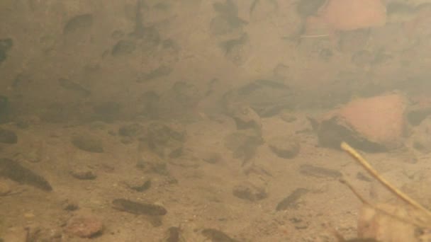 Undervattens liv i Karpaterna och alpina vattensalamandrar och andra vattenlevande varelser. endast i parningssäsongen krypa de ur sin hemliga tillflykt i underjordiska hålor — Stockvideo