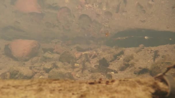 Víz alatti élet a Kárpát és alpesi gőtékkel és más vízi lények. csak a párzási időszak ők kimászik a titkos földalatti burrows menedéket — Stock videók