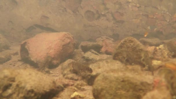 Unterwasserleben der Karpaten- und Bergmolche und anderer Wasserlebewesen. Nur zur Paarungszeit kriechen sie aus ihrem geheimen Refugium in unterirdischen Höhlen. — Stockvideo