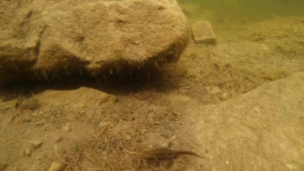 Vida submarina de los tritones Cárpatos y Alpinos y otras criaturas acuáticas. solo en la temporada de apareamiento, se arrastran fuera de su refugio secreto en madrigueras subterráneas — Vídeos de Stock