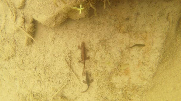 카 르 파티 아 고산 newts 및 다른 수생 생물의 수 중 생활. 짝짓기 시즌에만 그들은 그들의 비밀 피난처 지 버 로우에 크롤 링 — 비디오