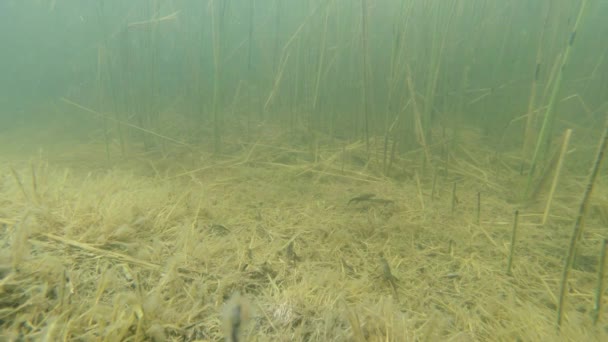 Unterwasserleben der Karpaten- und Bergmolche und anderer Wasserlebewesen. Nur zur Paarungszeit kriechen sie aus ihrem geheimen Refugium in unterirdischen Höhlen. — Stockvideo