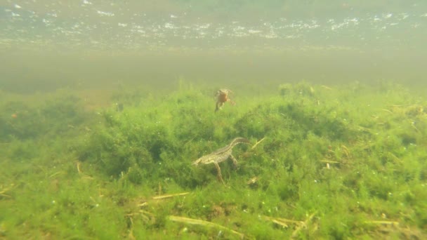 Gröna alger och vattenlevande organismer, Triton och en annan mystisk varelse, newt simmar i de gröna algerna i en bergsdamm — Stockvideo