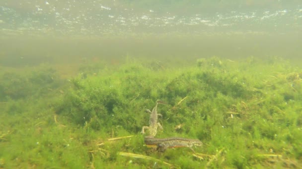 Zelené řasy a vodní organismy, Triton a další tajemné stvoření, mlok plave v zelených řasách v horském jezírku — Stock video