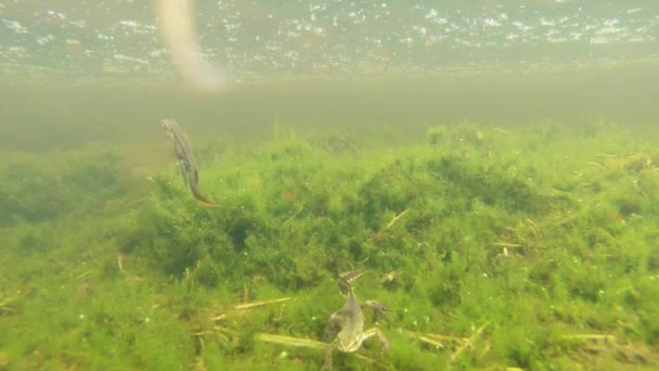 Зеленые водоросли и водные организмы, Тритон и еще одно загадочное существо, тритон плавает в зеленых водорослях в горном пруду — стоковое видео