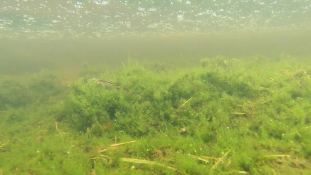 Algas verdes e organismos aquáticos, Tritão e outra criatura misteriosa, tritão nada nas algas verdes em uma lagoa de montanha — Vídeo de Stock