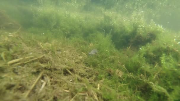 Unterwasserleben der Karpaten- und Bergmolche und anderer Wasserlebewesen. Nur zur Paarungszeit kriechen sie aus ihrem geheimen Refugium in unterirdischen Höhlen. — Stockvideo