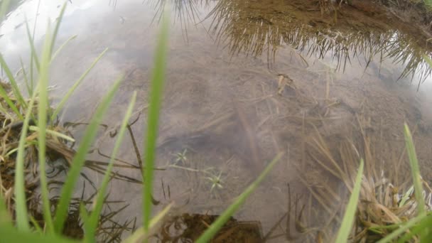 Underwater life of the Carpathian and Alpine newts and other aquatic creatures. only in the mating season, they crawl out of their secret refuge in underground burrows — Stock Video