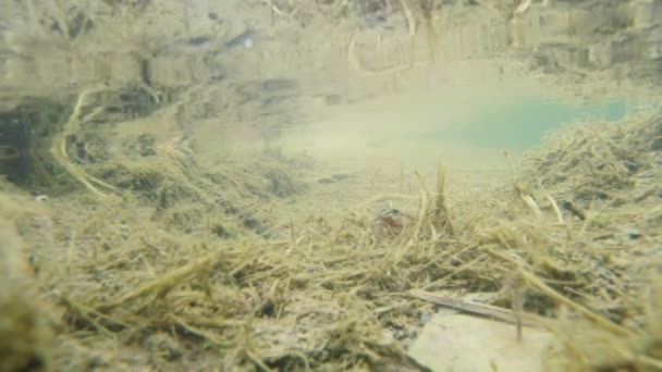 Underwater life of the Carpathian and Alpine newts and other aquatic creatures. only in the mating season, they crawl out of their secret refuge in underground burrows — Stock Video