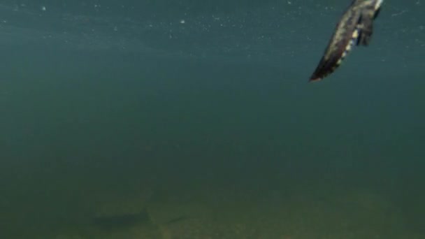 Salamanders drijven naar de oppervlakte van de diepten tot een adem van frisse lucht mysterieuze alpiene salamanders vermeld in het rode boek — Stockvideo