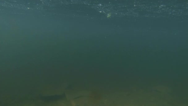 纽扣飘浮在水面上，从深处飘到呼吸着新鲜的空气，这是一本红皮书中列出的神秘的高山新闻 — 图库视频影像