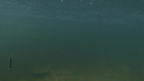 Tritons flottent à la surface des profondeurs à une bouffée d'air frais tritons alpins mystérieux énumérés dans le Livre rouge — Video