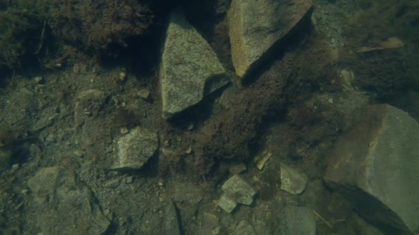 Подводная жизнь карпатских и альпийских тритонов и других водных существ. Только во время брачного сезона они выползают из своего секретного убежища в подземных норах — стоковое видео
