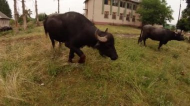 eski binalar ve yüksek iğne yapraklılar buffalo