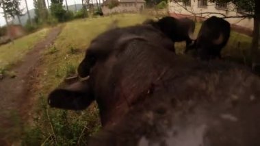 Buffalo kamera lens, burun ve dil yakın çekim yalıyor