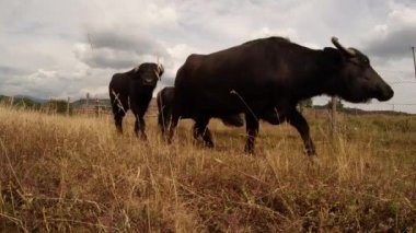 kamera tarafından Buffalo geçişte kuru ot, çit yakın