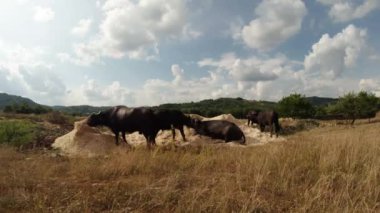 kuma dinlenme Buffalo sürü ve güneş ve beyaz bulutlar çimen