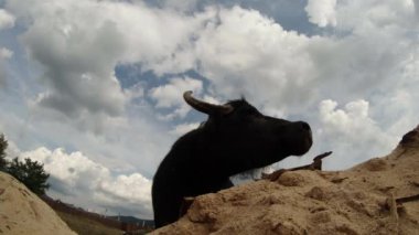 Buffalo bir arka plan beyaz bulutlar ve dağlar kum üzerinde yakın çekim kafa