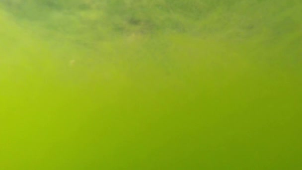 Vert, laine fine, algues super gros plan d'un petit étang 