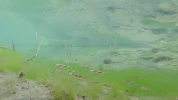 Een kleine kudde forellen zwemmen in een kleine vijver op de groene algen — Stockvideo