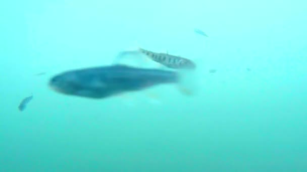 Um bando de pequenos peixes truta movimento browniano dentro vista da lagoa de montanha — Vídeo de Stock