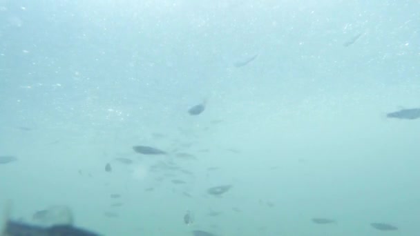 Vivero especial donde los peces se crían trucha dentro de la vista para alimentar a los peces — Vídeo de stock