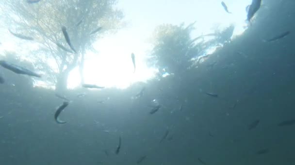 Gaggle of little fish trout on a background of sky and trees view from under water — Stock Video