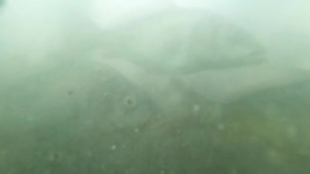 Muchas carpas pequeñas en agua fangosa vista del lago de montaña desde el fondo para alimentar — Vídeo de stock