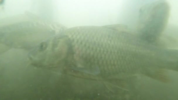 Nombreuses petites carpes dans l'eau boueuse vue sur le lac de montagne du fond pour nourrir — Video