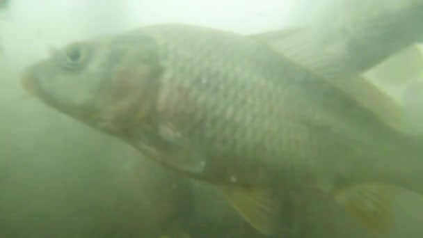 Muitas carpa pequena em água lamacenta vista lago de montanha a partir do fundo para alimentar — Vídeo de Stock