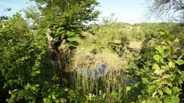 Stagni di trote di montagna attraverso fitte boscaglie di erba e alberi — Video Stock