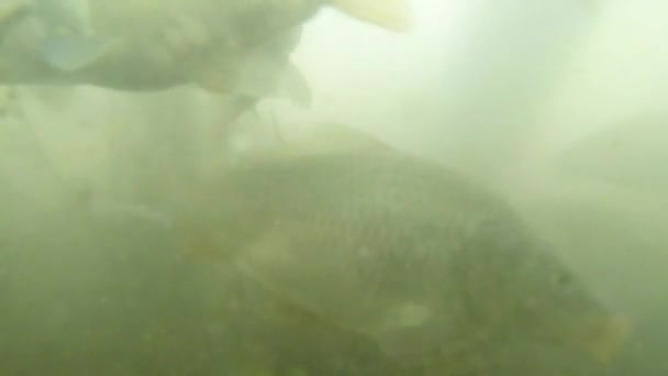 Many small carp in muddy water mountain lake view from the bottom to feed — Stock Video