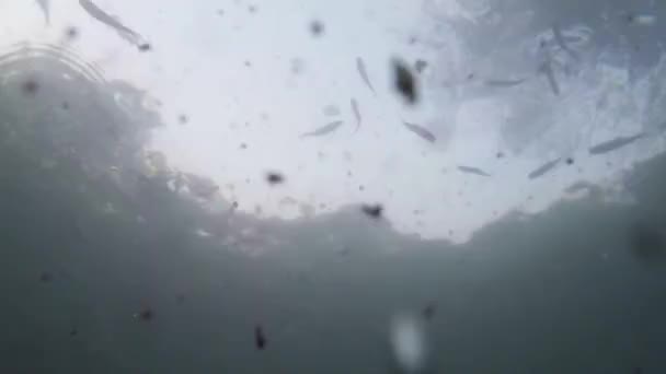 Багато дрібних риб форелі в блакитній воді вид на гірське озеро знизу, щоб нагодувати — стокове відео