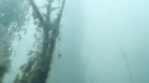 Karp w błotnistej wodzie widok na górskie jezioro od dołu — Wideo stockowe